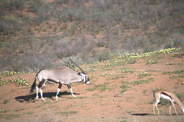Oryx antelope standing in the desert  Wild African wildlife photo