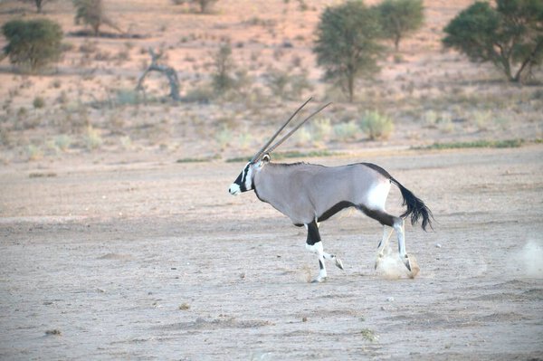 Oryx antelope standing in the desert  Wild African wildlife photo