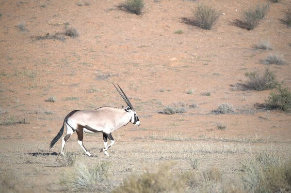 Oryx antelope standing in the desert  Wild African wildlife photo