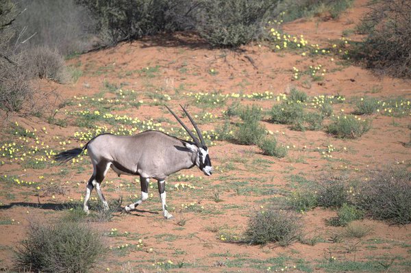 Oryx antelope standing in the desert  Wild African wildlife photo