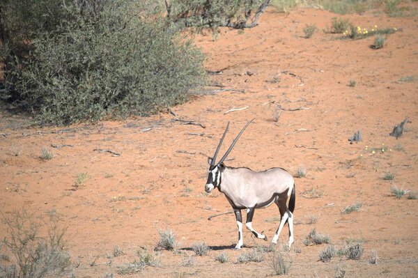 Oryx antelope standing in the desert  Wild African wildlife photo