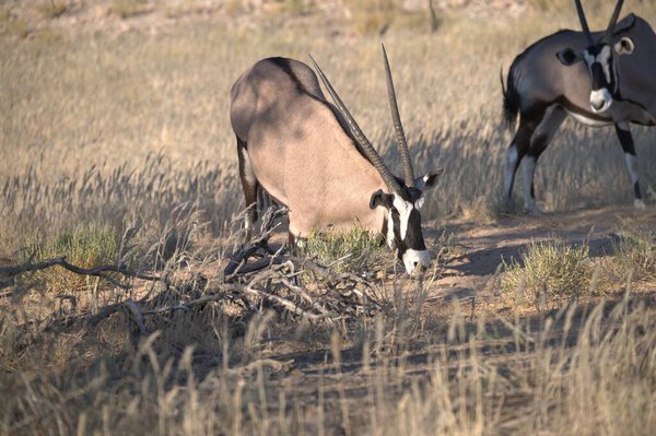 Oryx antelope standing in the desert  Wild African wildlife photo