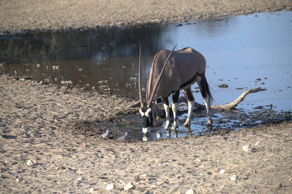 Oryx antelope standing in the desert  Wild African wildlife photo