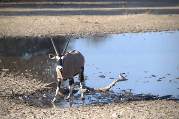 Oryx antelope standing in the desert  Wild African wildlife photo