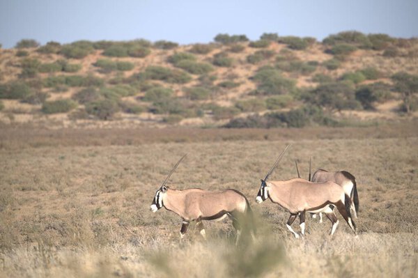 Oryx antelope standing in the desert  Wild African wildlife photo