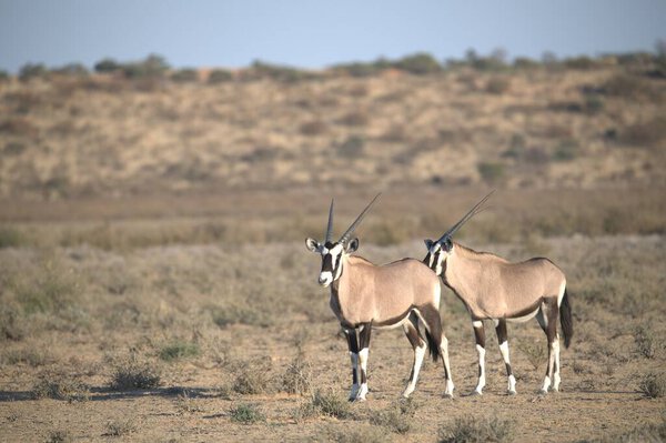 Oryx antelope standing in the desert  Wild African wildlife photo