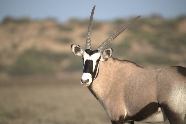 Oryx antelope standing in the desert  Wild African wildlife photo