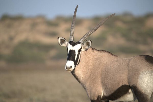 Oryx antelope standing in the desert  Wild African wildlife photo