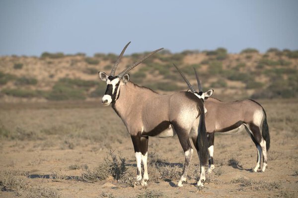 Oryx antelope standing in the desert  Wild African wildlife photo
