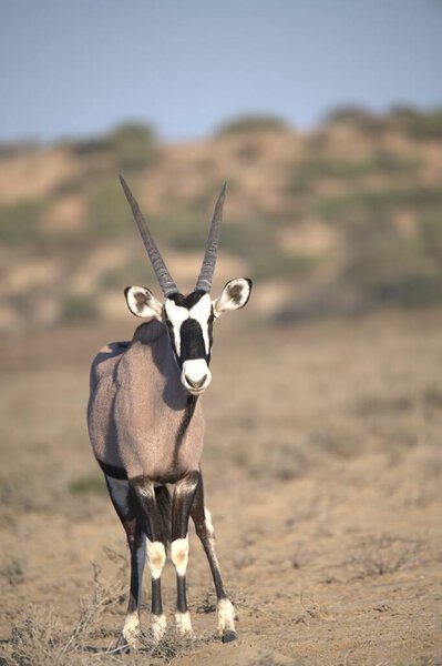 Oryx antelope standing in the desert  Wild African wildlife photo