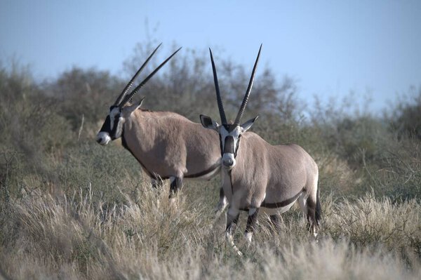 Oryx antelope standing in the desert  Wild African wildlife photo