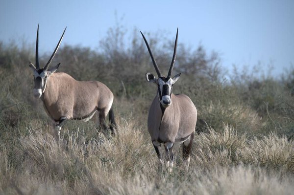Oryx antelope standing in the desert  Wild African wildlife photo