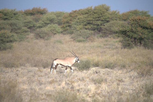 Oryx antelope standing in the desert  Wild African wildlife photo
