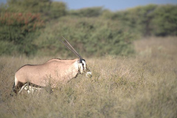Oryx antelope standing in the desert  Wild African wildlife photo
