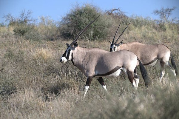 Oryx antelope standing in the desert  Wild African wildlife photo
