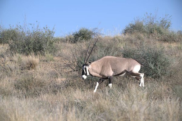 Oryx antelope standing in the desert  Wild African wildlife photo