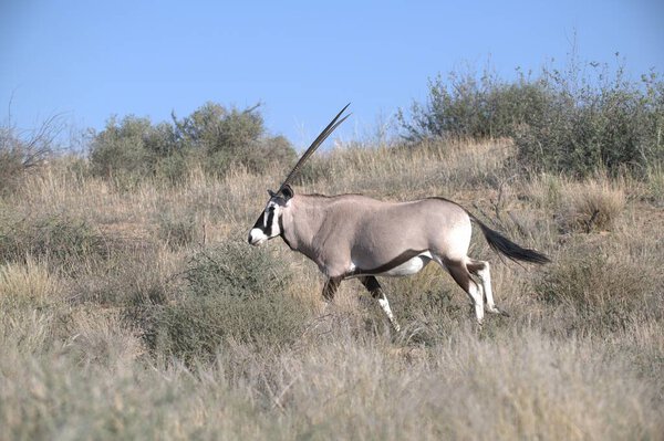 Oryx antelope standing in the desert  Wild African wildlife photo