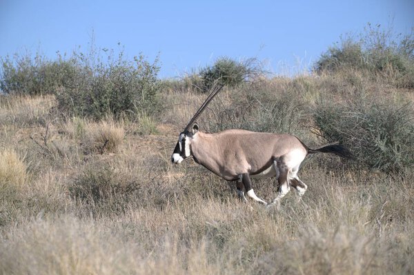 Oryx antelope standing in the desert  Wild African wildlife photo