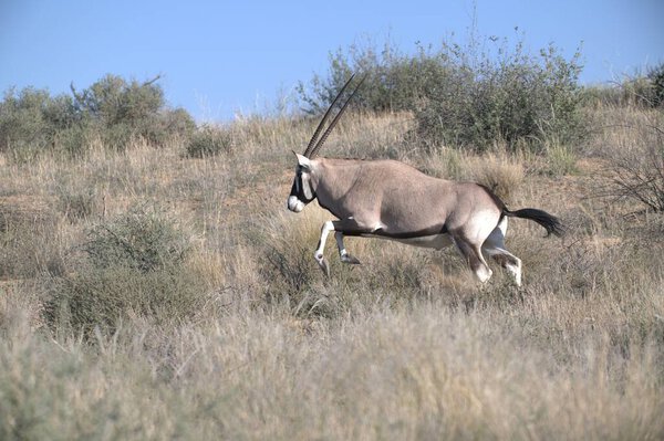 Oryx antelope standing in the desert  Wild African wildlife photo
