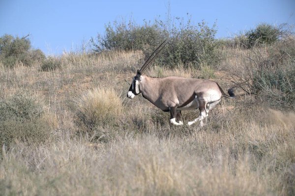 Oryx antelope standing in the desert  Wild African wildlife photo