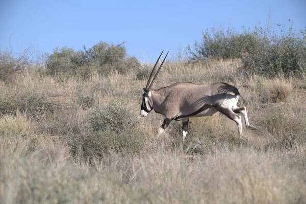 Oryx antelope standing in the desert  Wild African wildlife photo