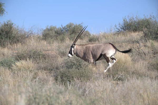 Oryx antelope standing in the desert  Wild African wildlife photo