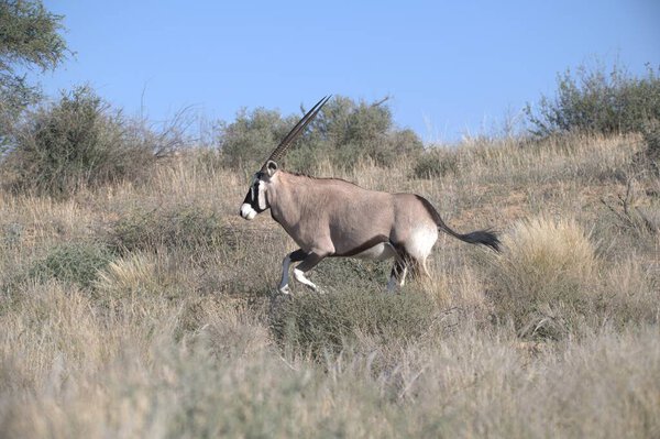 Oryx antelope standing in the desert  Wild African wildlife photo