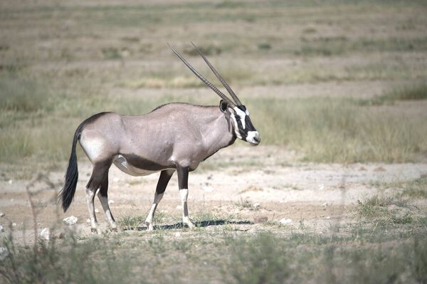 Oryx antelope standing in the desert  Wild African wildlife photo