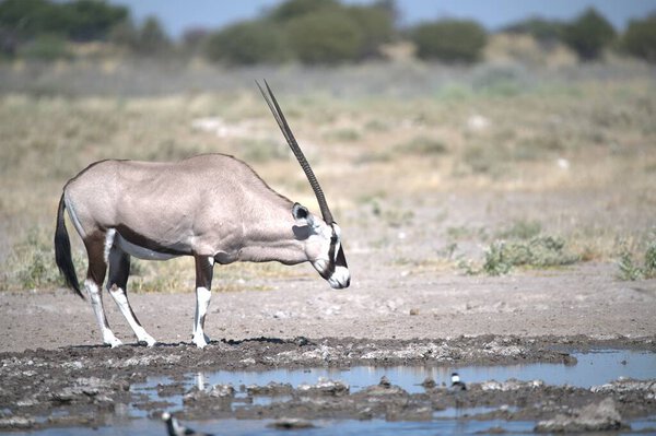Oryx antelope standing in the desert  Wild African wildlife photo