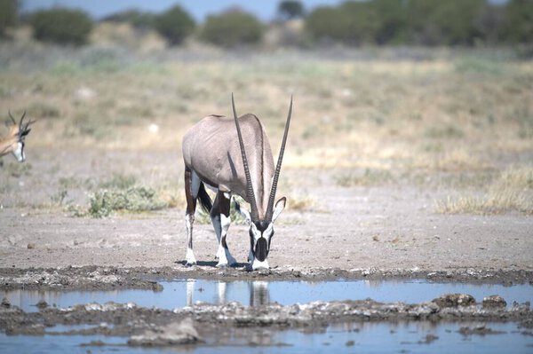 Oryx antelope standing in the desert  Wild African wildlife photo