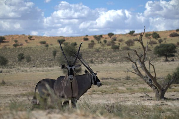 Oryx antelope standing in the desert  Wild African wildlife photo