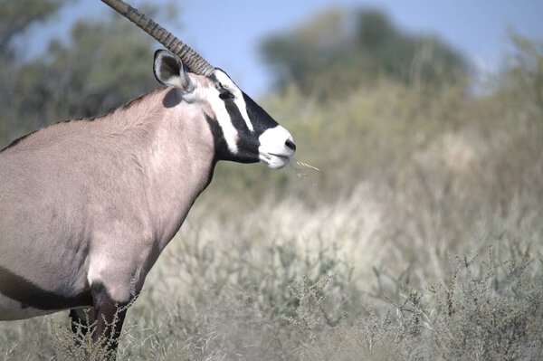 Oryx antelope standing in the desert  Wild African wildlife photo
