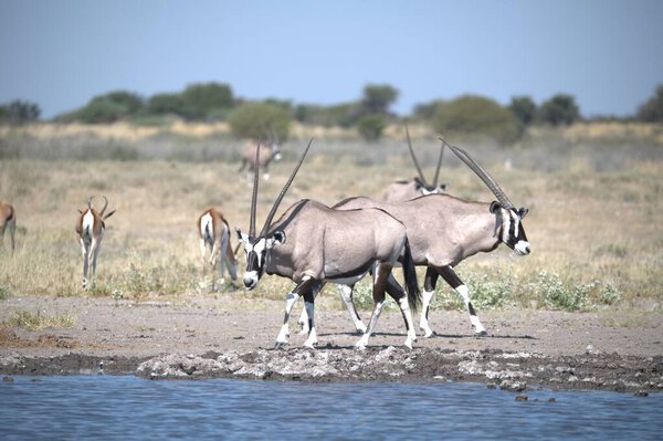 Oryx antelope standing in the desert  Wild African wildlife photo