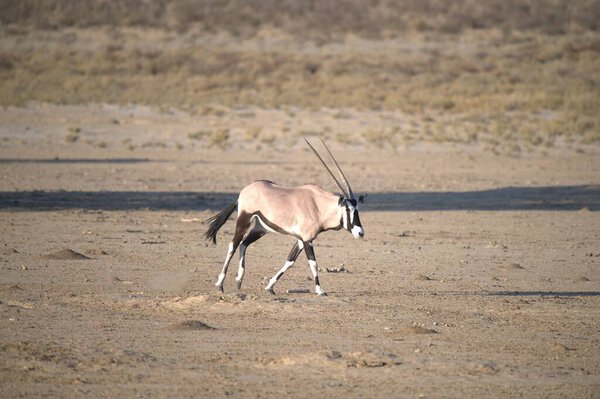 Oryx antelope standing in the desert  Wild African wildlife photo