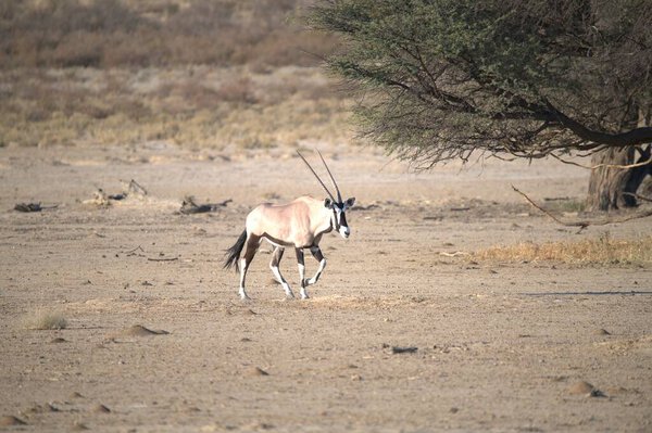Oryx antelope standing in the desert  Wild African wildlife photo