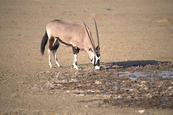 Oryx antelope standing in the desert  Wild African wildlife photo