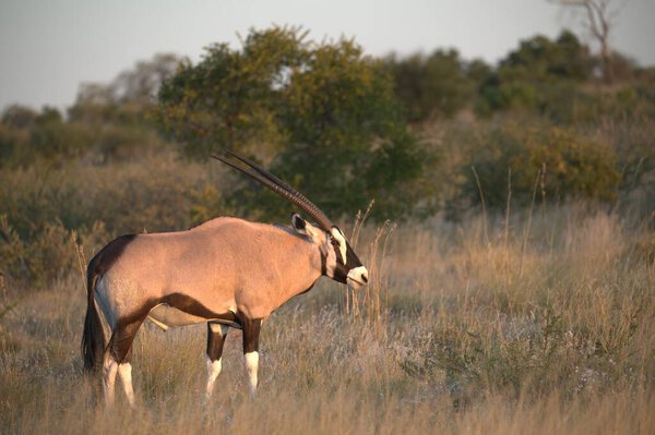 Oryx antelope standing in the desert  Wild African wildlife photo