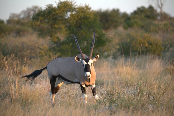 Oryx antelope standing in the desert  Wild African wildlife photo