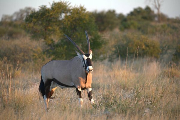 Oryx antelope standing in the desert  Wild African wildlife photo