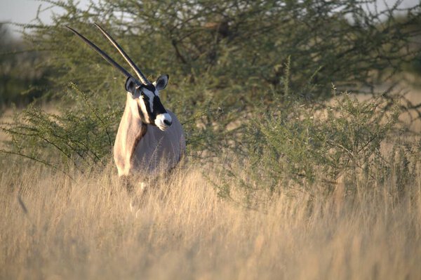 Oryx antelope standing in the desert  Wild African wildlife photo