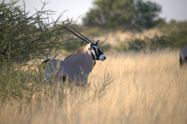 Oryx antelope standing in the desert  Wild African wildlife photo