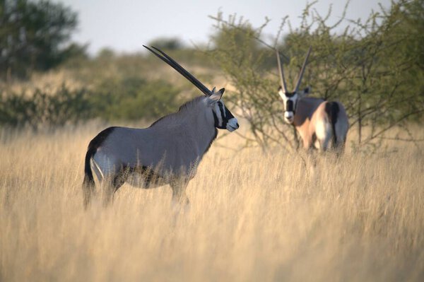 Oryx antelope standing in the desert  Wild African wildlife photo