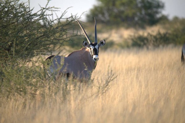 Oryx antelope standing in the desert  Wild African wildlife photo