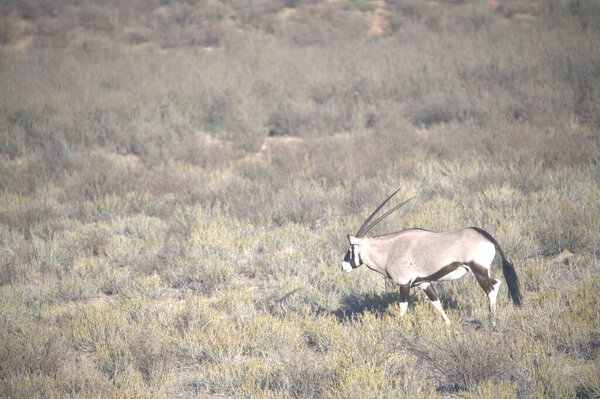 Oryx antelope standing in the desert  Wild African wildlife photo