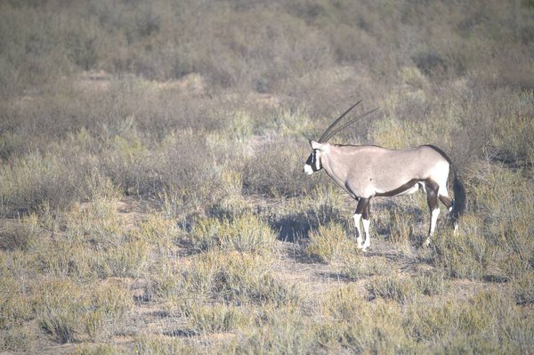 Oryx antelope standing in the desert  Wild African wildlife photo