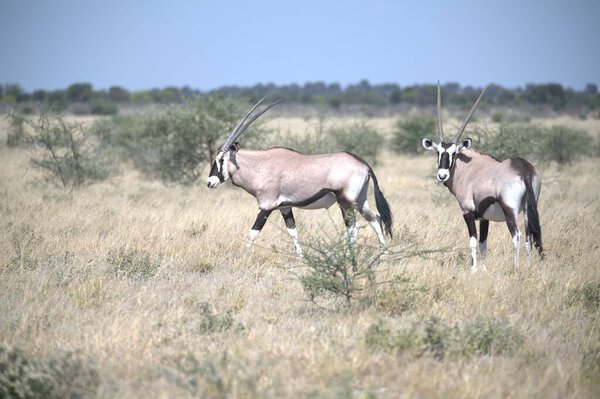 Oryx antelope standing in the desert  Wild African wildlife photo
