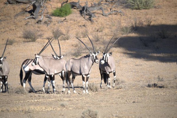 Oryx antelope standing in the desert  Wild African wildlife photo