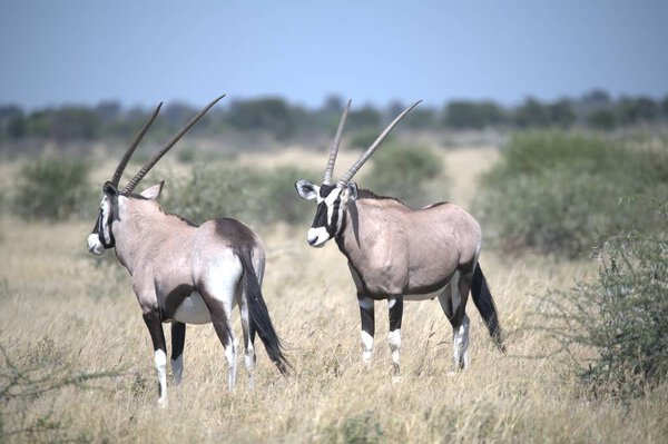 Oryx antelope standing in the desert  Wild African wildlife photo
