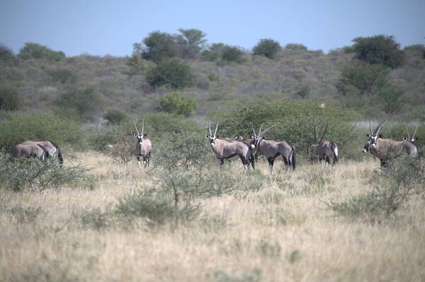 Oryx antelope standing in the desert  Wild African wildlife photo