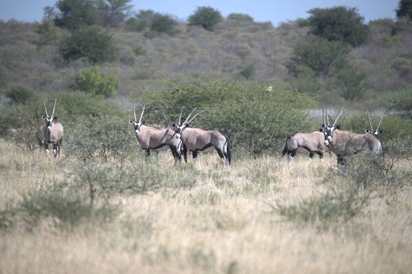 Oryx antelope standing in the desert  Wild African wildlife photo